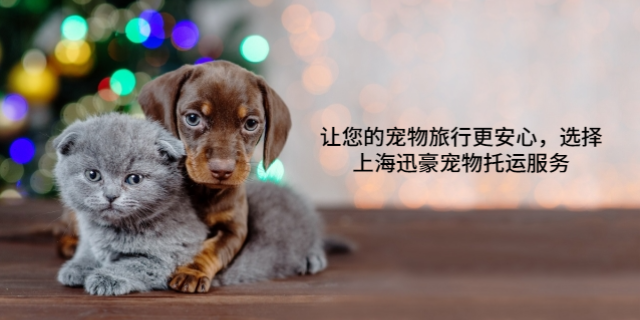 西宁飞机宠物托运 上海迅豪企业管理供应