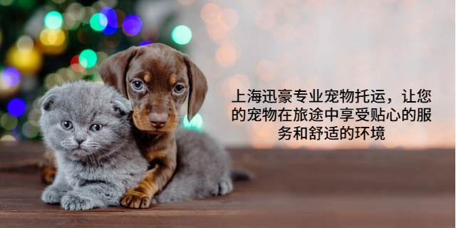 快速宠物托运方案 上海迅豪企业管理供应