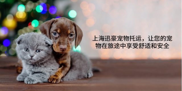 南昌航空宠物托运 上海迅豪企业管理供应
