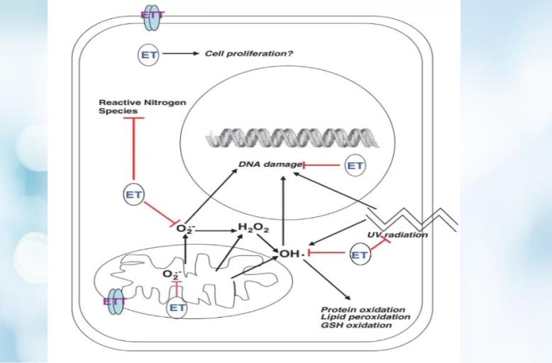 Ergothioneine / EGT