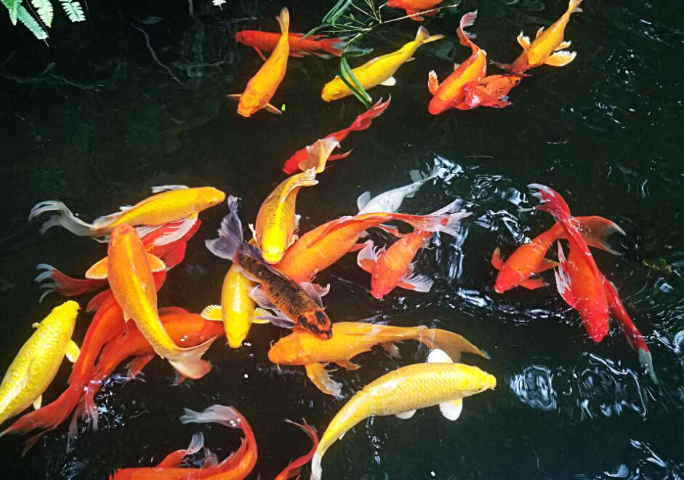 臨港高質(zhì)量魚池假山,魚池假山