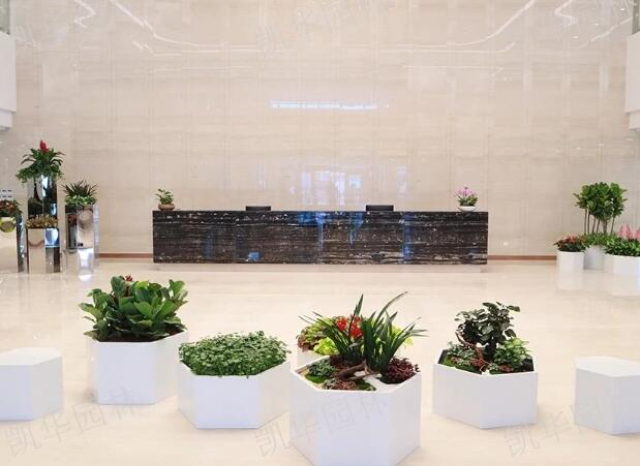 上海廠區(qū)綠植租賃送貨上門 上海京菁花卉園藝供應(yīng)