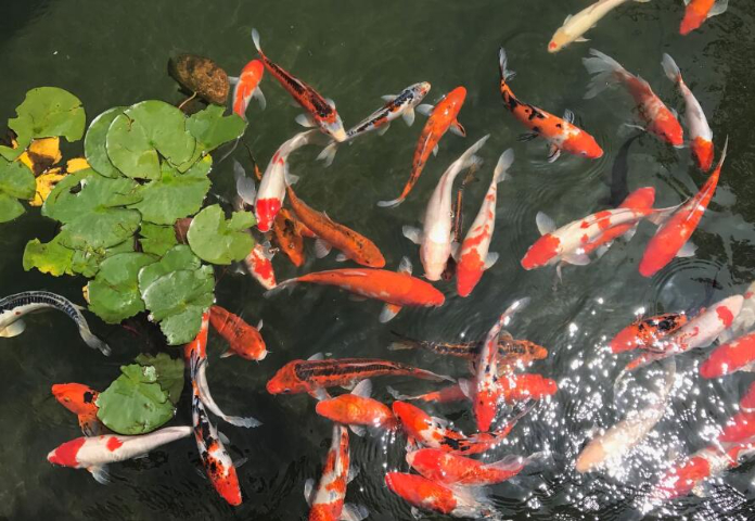 上海酒店魚池假山施工費用 上海京菁花卉園藝供應