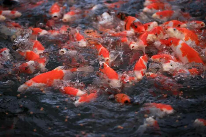 臨港高質(zhì)量魚池假山,魚池假山