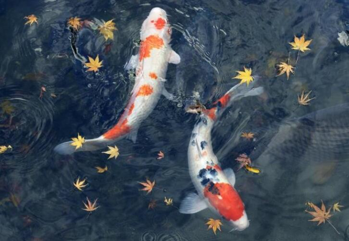 徐匯花園魚池假山造型,魚池假山