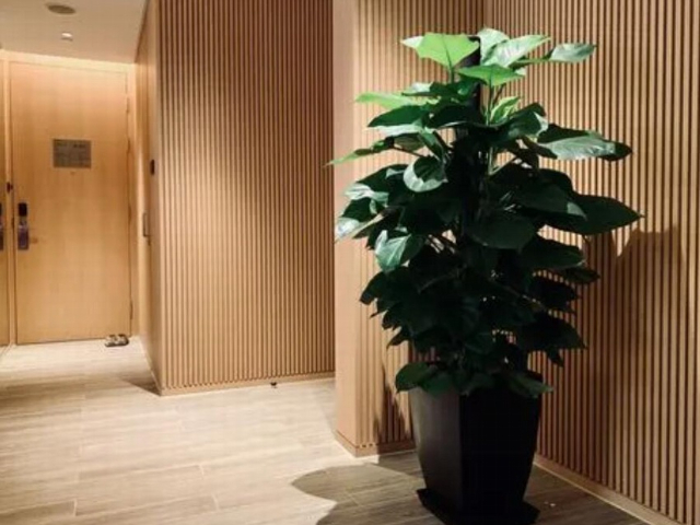 上海寫字樓綠植租賃找哪家 上海京菁花卉園藝供應(yīng)