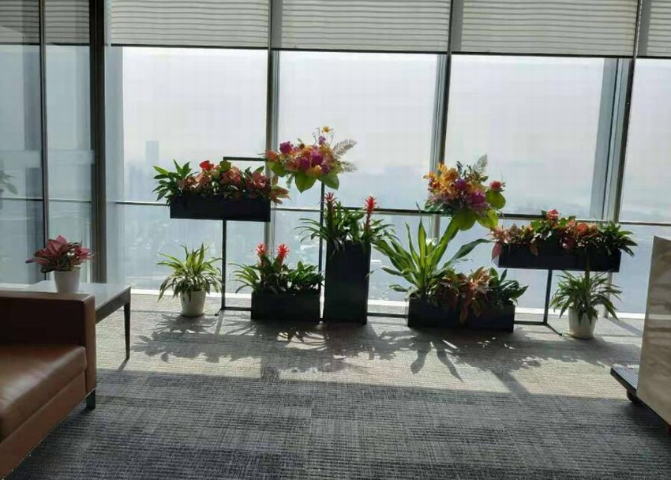 上海大型綠植租賃怎么樣 上海京菁花卉園藝供應