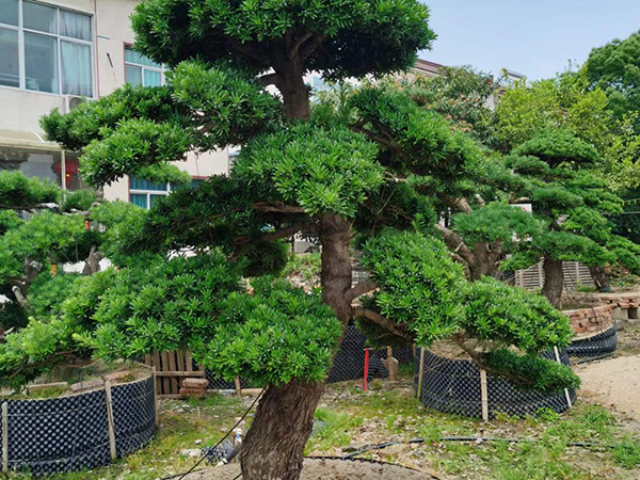 张家港园林绿化联系人 真诚推荐 宜兴市龙崎园林绿化工程供应