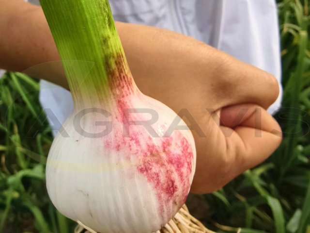 壮苗生根剂 苏州阿里农植物保护科技供应