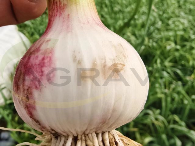 吉林生根剂原料劲驼 苏州阿里农植物保护科技供应