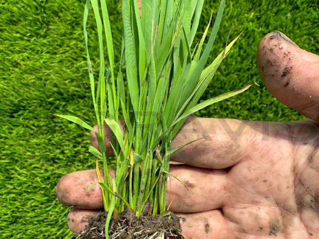 无锡生产生根剂原料 苏州阿里农植物保护科技供应