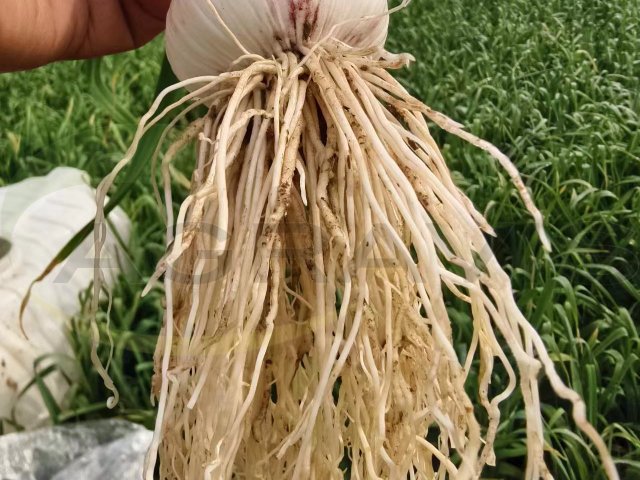 土制生根剂 苏州阿里农植物保护科技供应