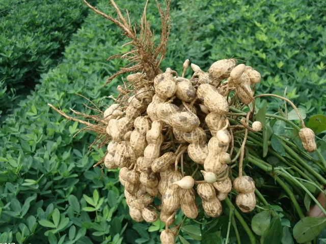 苏州批发植物调节剂 苏州阿里农植物保护科技供应