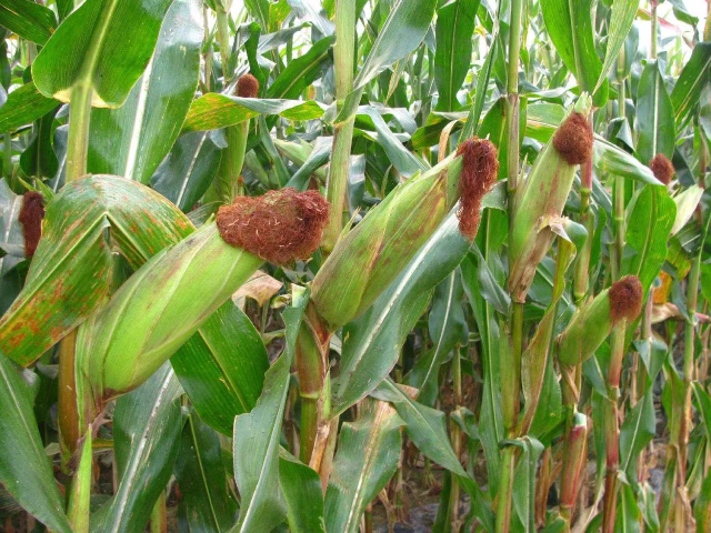 植物生长调节剂的主要作用 苏州阿里农植物保护科技供应