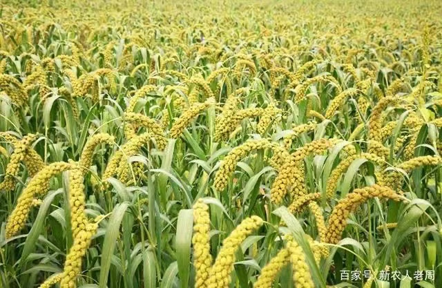 吉林植物调节剂,植物调节剂