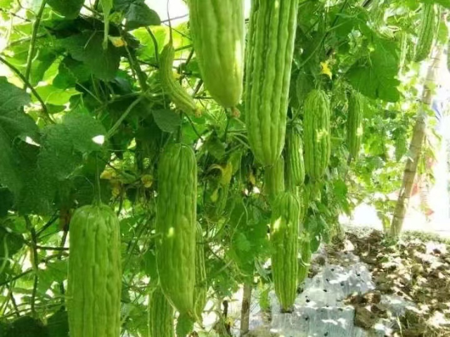 植物調(diào)節(jié)劑中生長延緩劑是什么