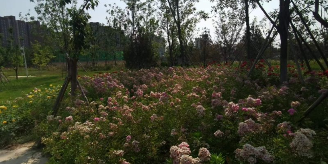 奉贤区住宅园林景观绿化设计