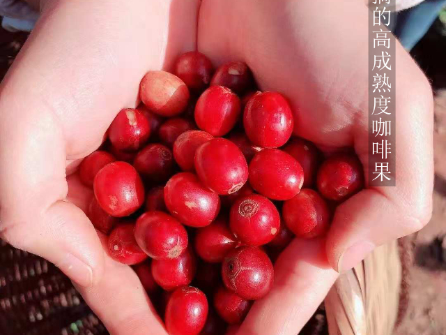 深圳深烘咖啡豆保存方法 值得信賴 深圳市天富泰投資供應