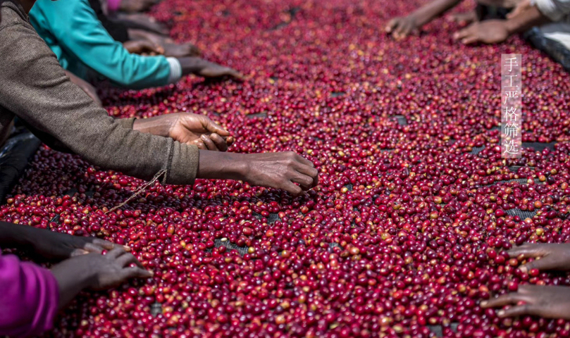 珠?，F(xiàn)磨咖啡豆的種類 服務(wù)為先 深圳市天富泰投資供應(yīng)