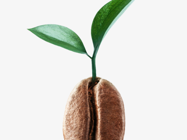 深圳ETHIO COFFEE咖啡豆怎么儲存 值得信賴 深圳市天富泰投資供應(yīng)