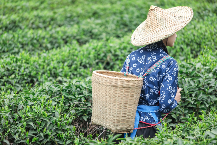 深圳原创小罐茶种类有哪些 服务为先 深圳市天富泰投资供应