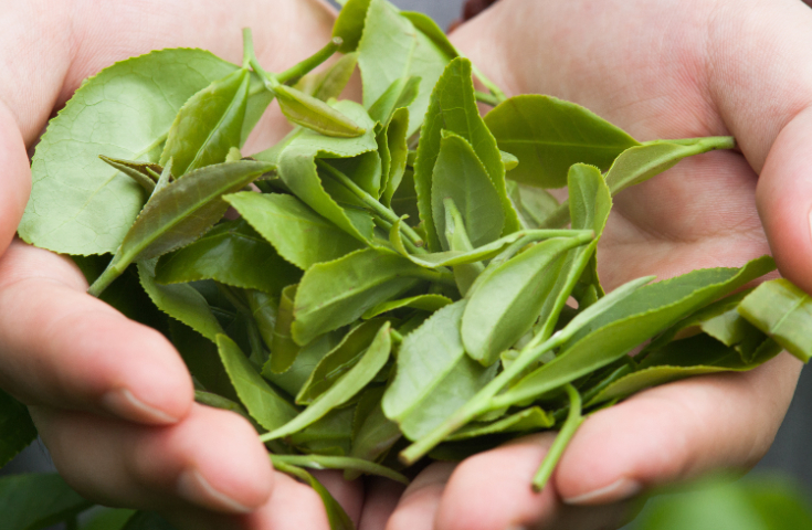 WMF一次性茶葉小罐茶代理商,小罐茶