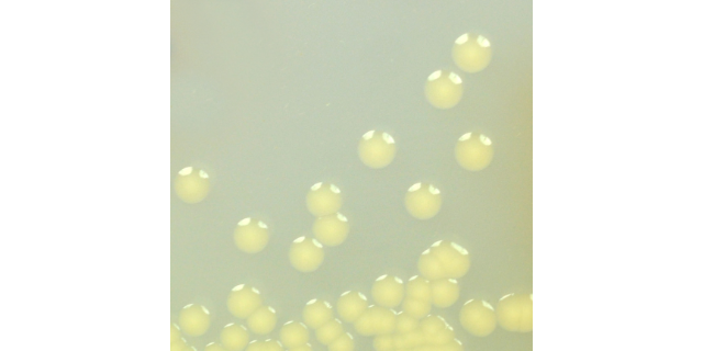 杭州抗碳青霉烯类肠杆菌显色培养基科研应用,耐碳青霉烯类肠杆菌显色培养基