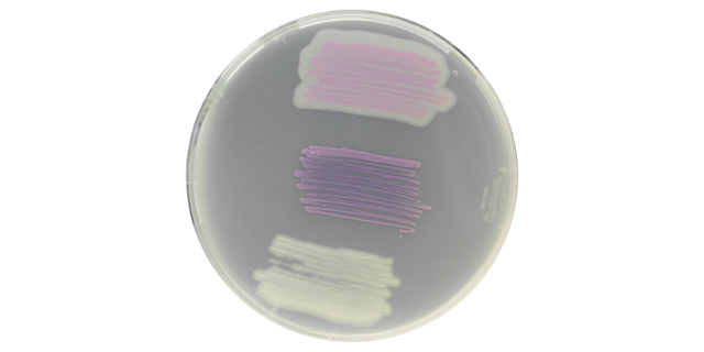 南京李斯特菌鉴定培养基操作步骤,李斯特菌显色培养基