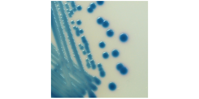 广州耐碳青霉烯类肠杆菌显色培养基概述,耐碳青霉烯类肠杆菌显色培养基