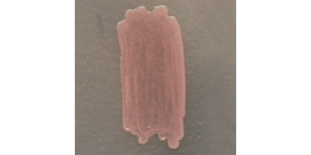 盐城李斯特氏菌显色平板培养基科研应用,李斯特菌显色培养基