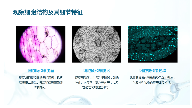 天津附近體視顯微鏡,體視顯微鏡