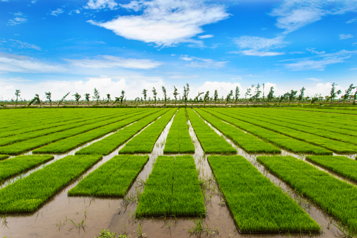 松江区绿色大米代加工 上海瑞佳米业供应