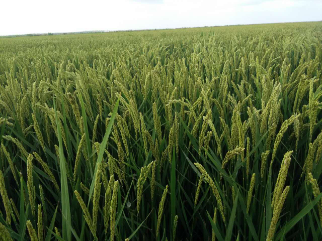 金山区生态大米批发 上海瑞佳米业供应