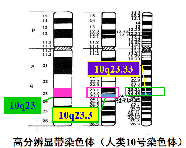 染色體核型分析