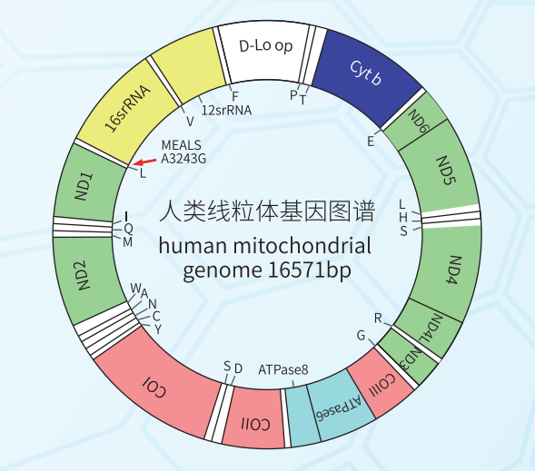 線粒體CYTB測序
