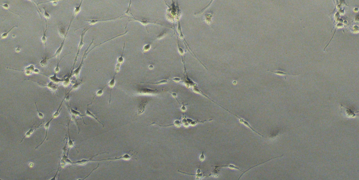 上海哪个原代细胞分离培养优势 动物模型  上海东寰生物科技供应