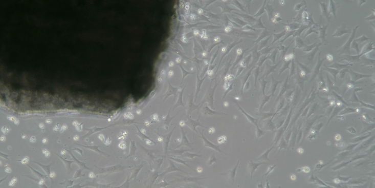 海南C57小鼠原代细胞分离培养优势