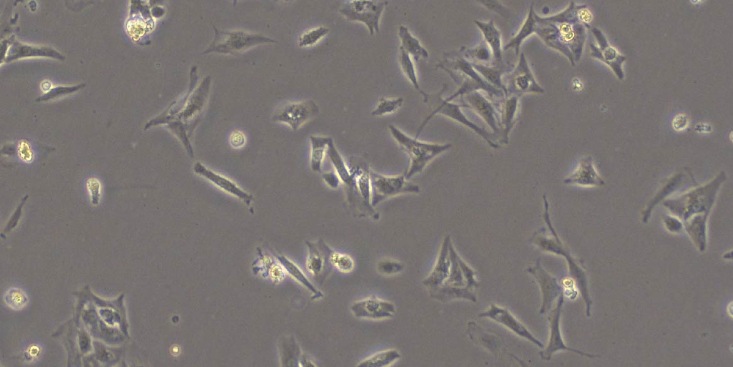 上海皮肤原代细胞分离培养评价 欢迎来电  上海东寰生物科技供应