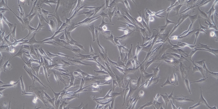 上海哪一家原代细胞分离培养哪家好 动物模型  上海东寰生物科技供应