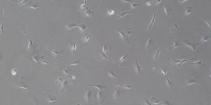 上海品质好的原代细胞分离培养原理 动物模型  上海东寰生物科技供应