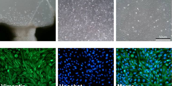 湖南Balbc裸鼠原代细胞分离培养评价,原代细胞分离培养