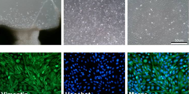 上海怎样原代细胞分离培养 动物模型  上海东寰生物科技供应