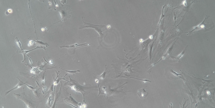 上海成瘤原代细胞分离培养说明书 值得信赖  上海东寰生物科技供应