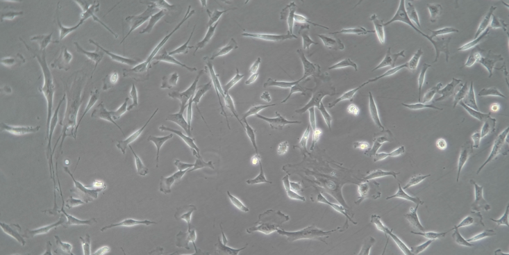 上海非酒肝原代细胞分离培养优势 欢迎来电  上海东寰生物科技供应