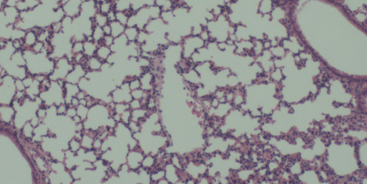 上海肺病原代细胞分离培养供应商 动物模型  上海东寰生物科技供应