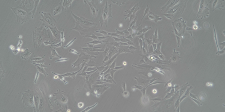 上海泌尿原代细胞分离培养公司 欢迎来电  上海东寰生物科技供应