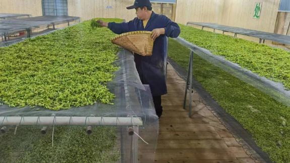 温州绿茶公司,绿茶