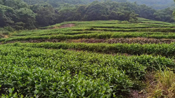 浙江湿气重的人喝红茶还是绿茶,绿茶