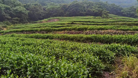 舟山九天明珠绿茶