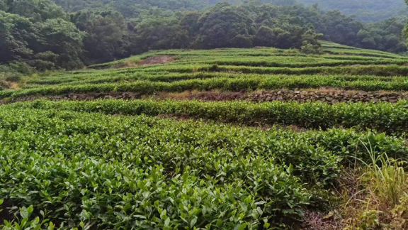 寧波綠茶加工 歡迎咨詢 寧波平頂杉茶業(yè)供應(yīng)